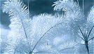 Near IR Photography